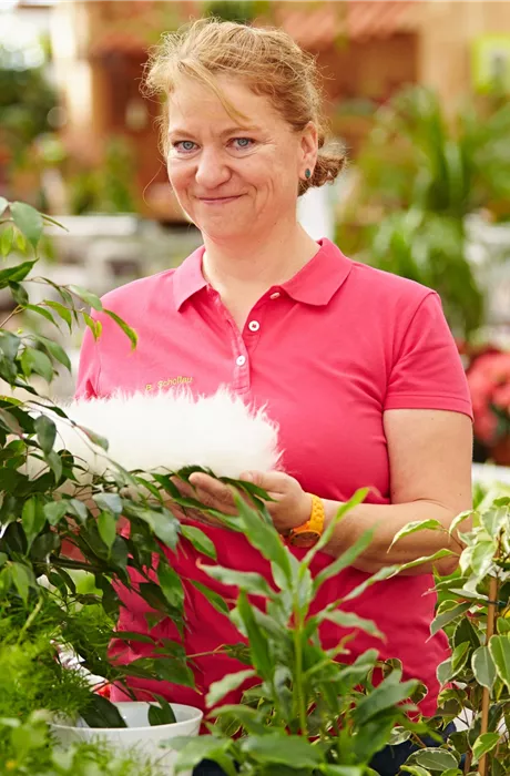 B. Schollau