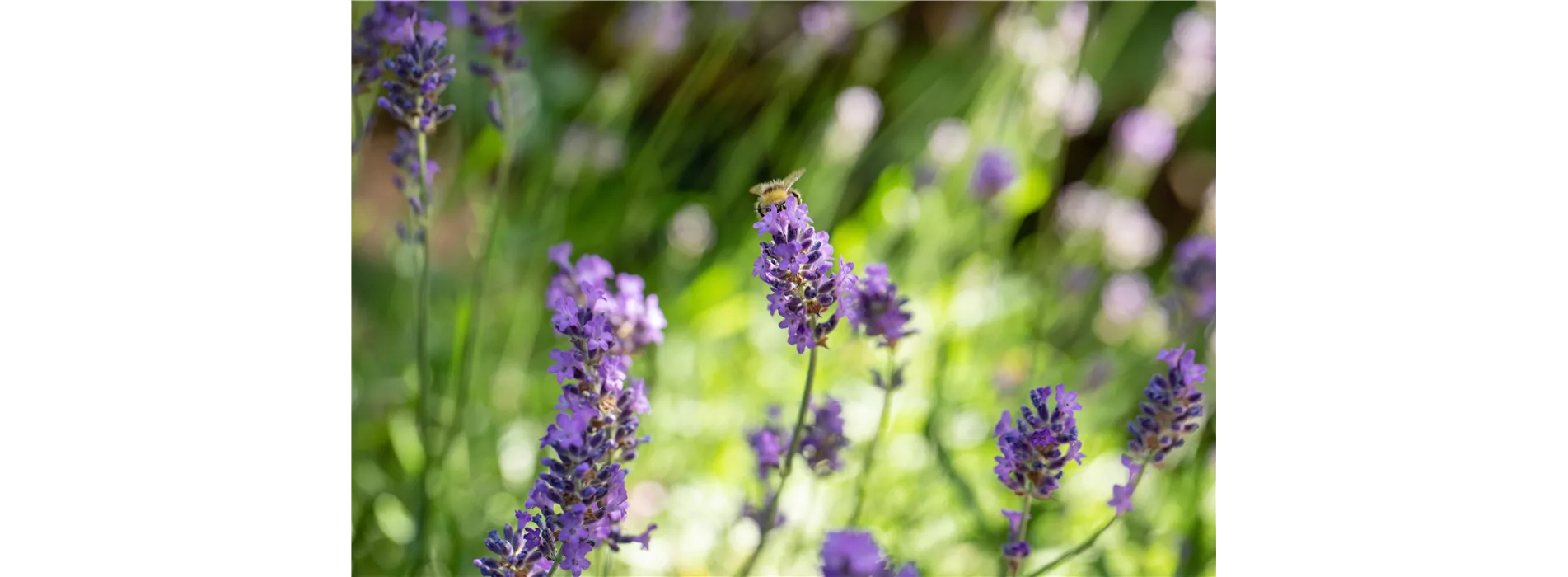 Gartenkalender Juli 2026