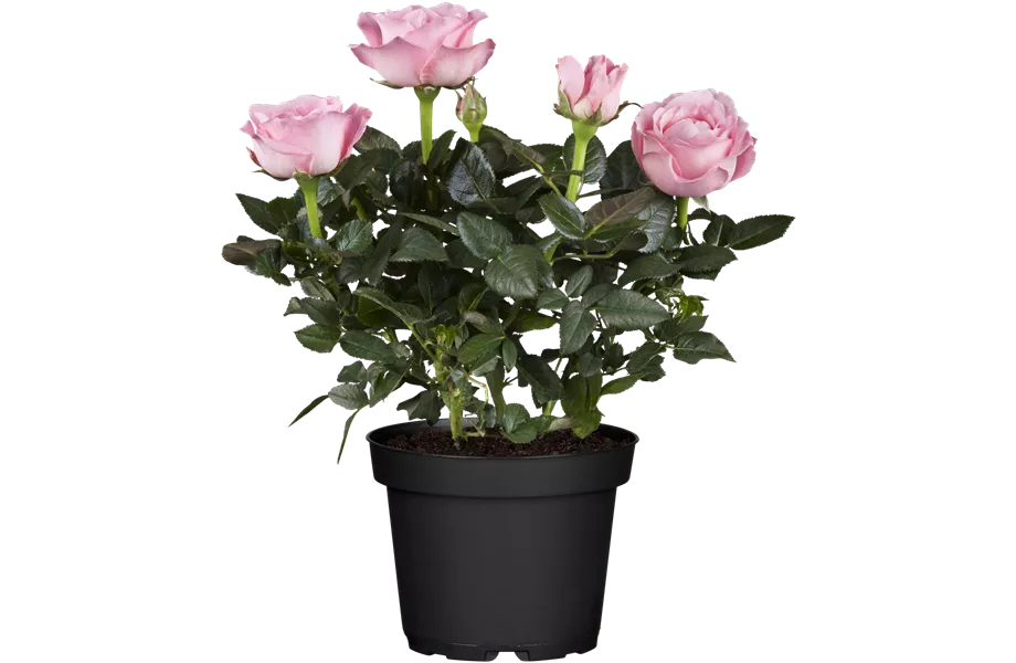 Pflanze des Monats Mai 2026: Topfrose