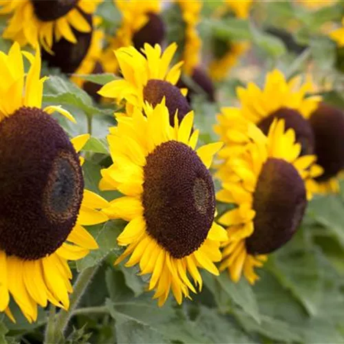 Die Top 8 der Herbstblumen
