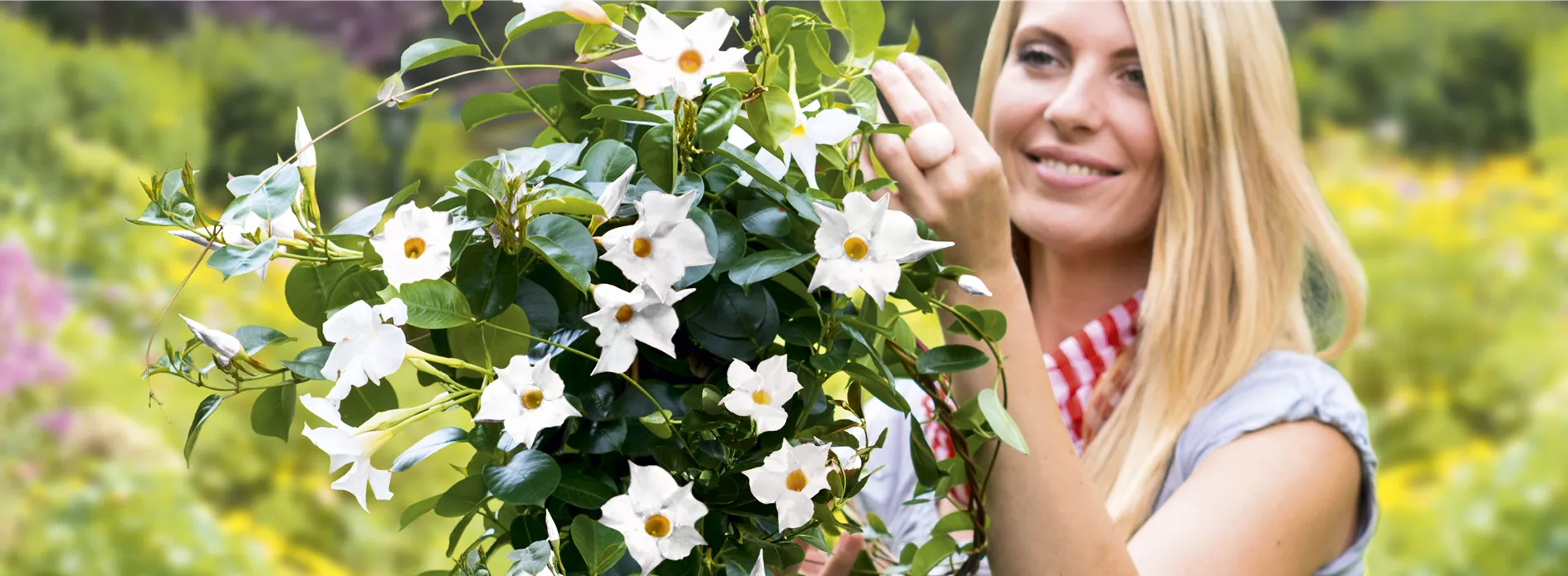 Gartenkalender Mai 2026