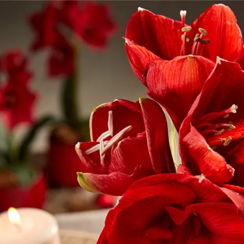 Pflanze Dezember 2025: Amaryllis
