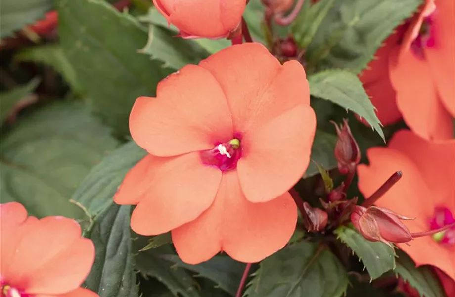 Der Landhausgarten: Unberührte Natur