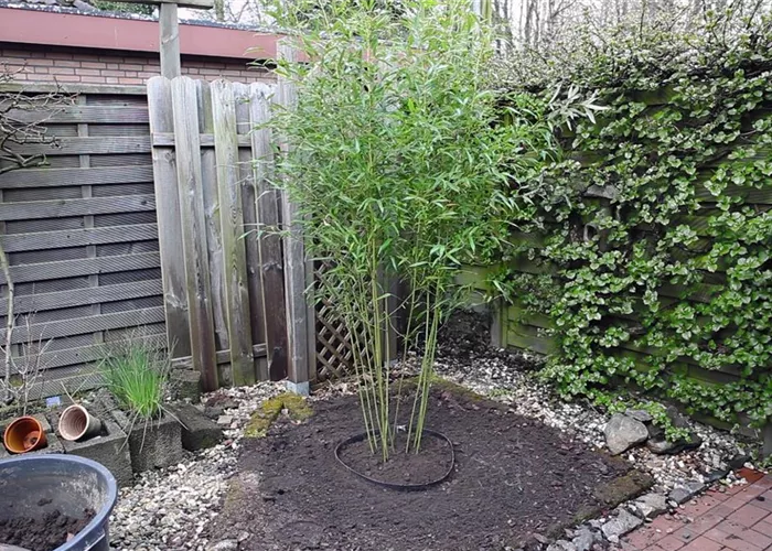 Bambus - Einpflanzen im Garten
