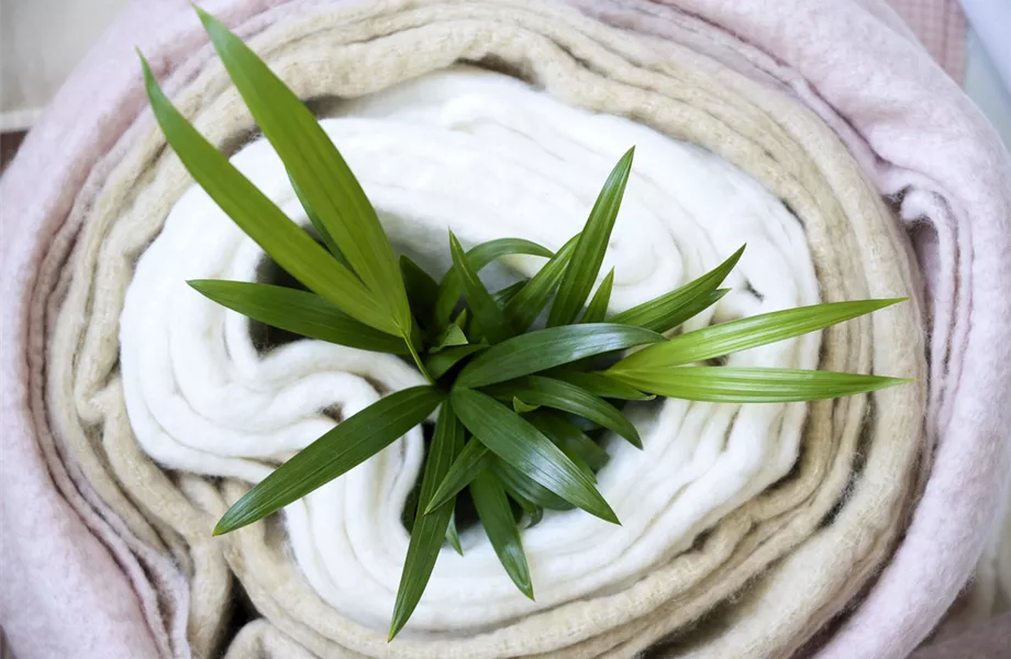 Pflanze des Monats Februar 2026: Goldfruchtpalme