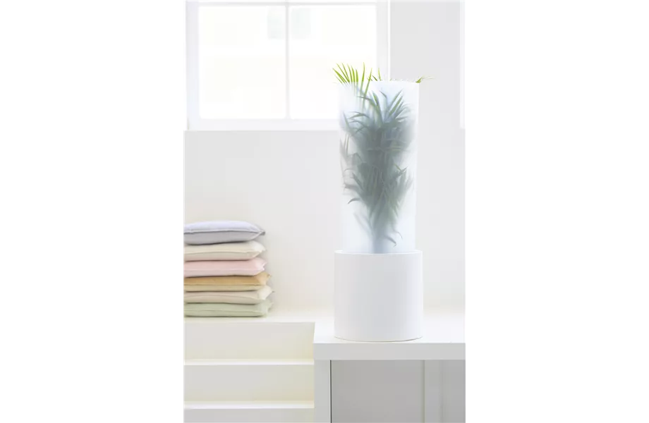 Pflanze des Monats Februar 2026: Goldfruchtpalme