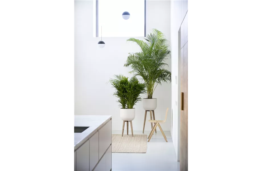 Pflanze des Monats Februar 2026: Goldfruchtpalme