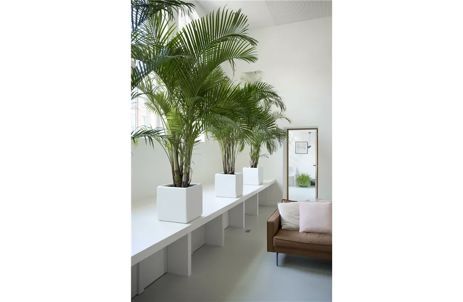 Pflanze des Monats Februar 2026: Goldfruchtpalme