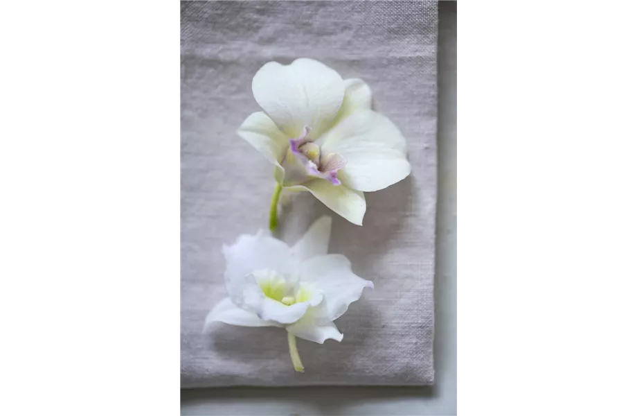 Pflanze des Monats März 2026: Dendrobium