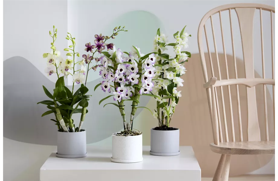 Pflanze des Monats März 2026: Dendrobium