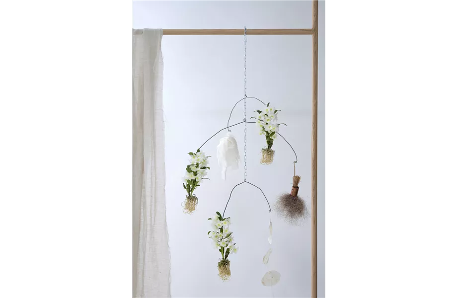 Pflanze des Monats März 2026: Dendrobium