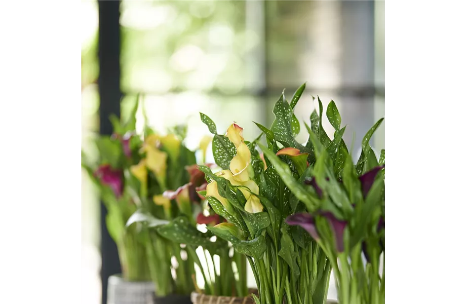 Pflanze des Monats Juni 2026: Calla