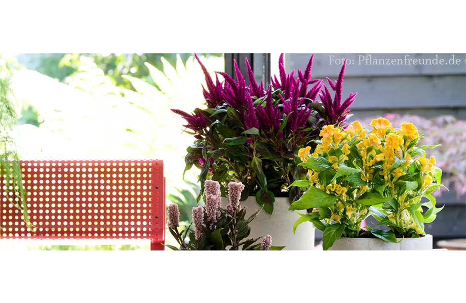 Pflanze des Monats Juli 2026: Celosie