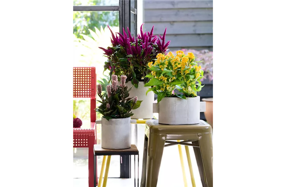 Pflanze des Monats Juli 2026: Celosie