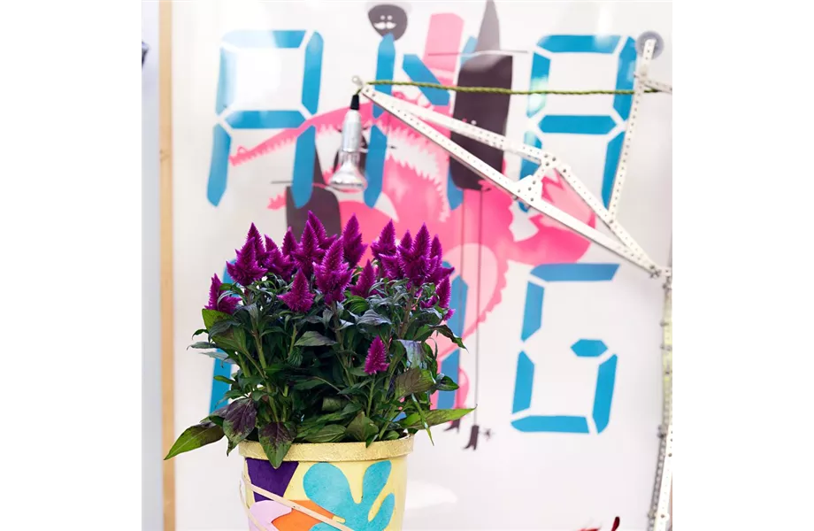 Pflanze des Monats Juli 2026: Celosie