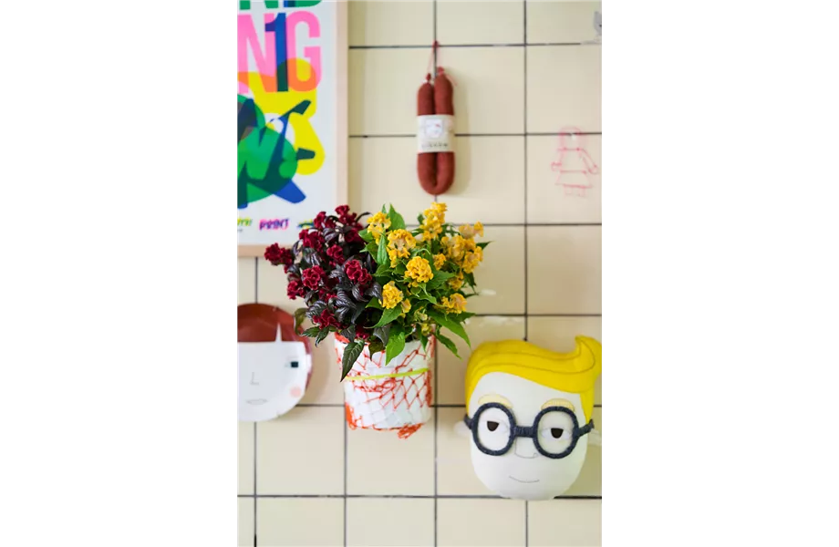 Pflanze des Monats Juli 2026: Celosie