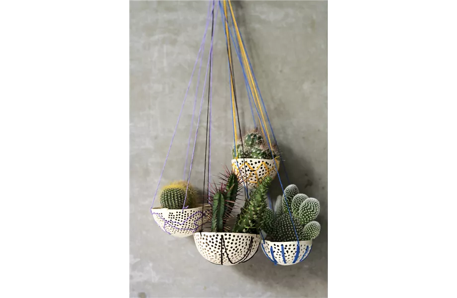 Pflanze des Monats August 2026: Kaktus