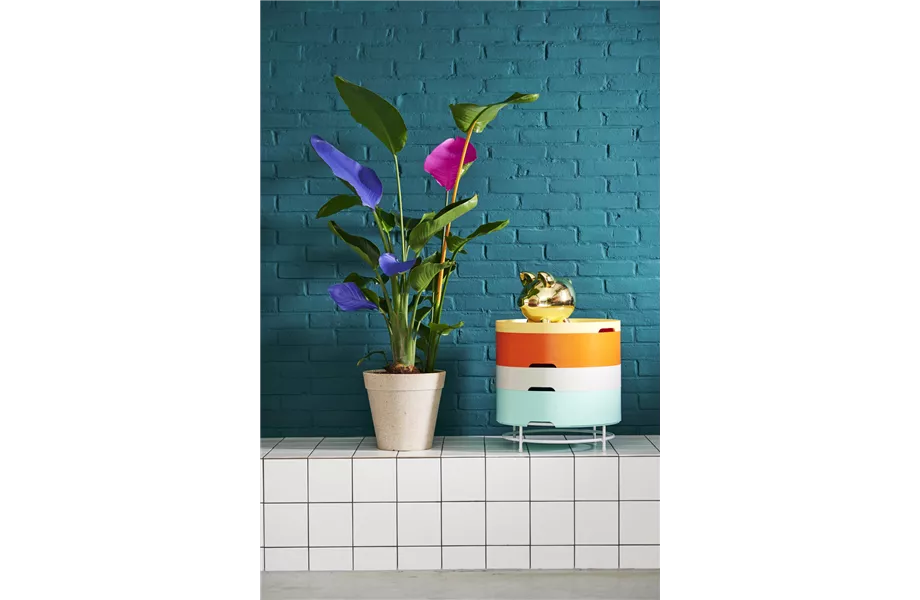 Pflanze des Monats September 2026: Strelitzie