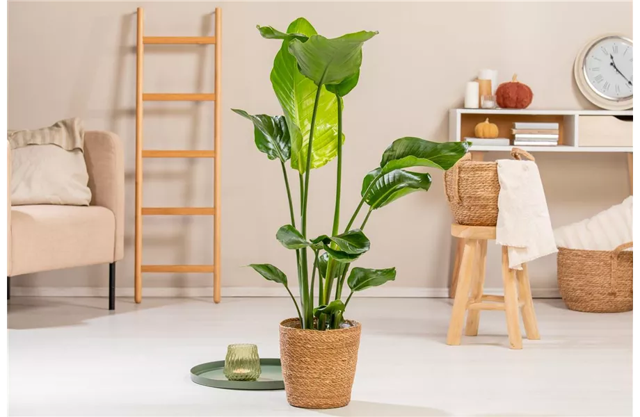 Pflanze des Monats September 2026: Strelitzie