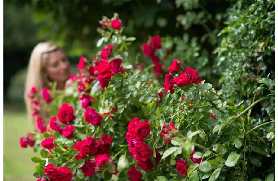Insektenfreundliche Rosen und ihre Begleiter