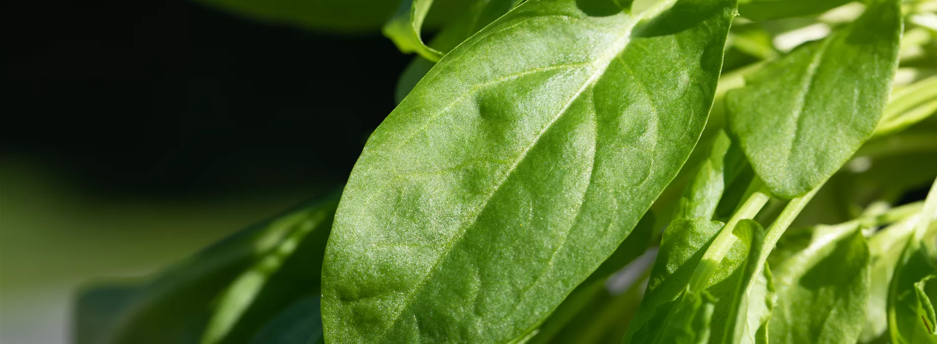  Da hast du den Spinat!