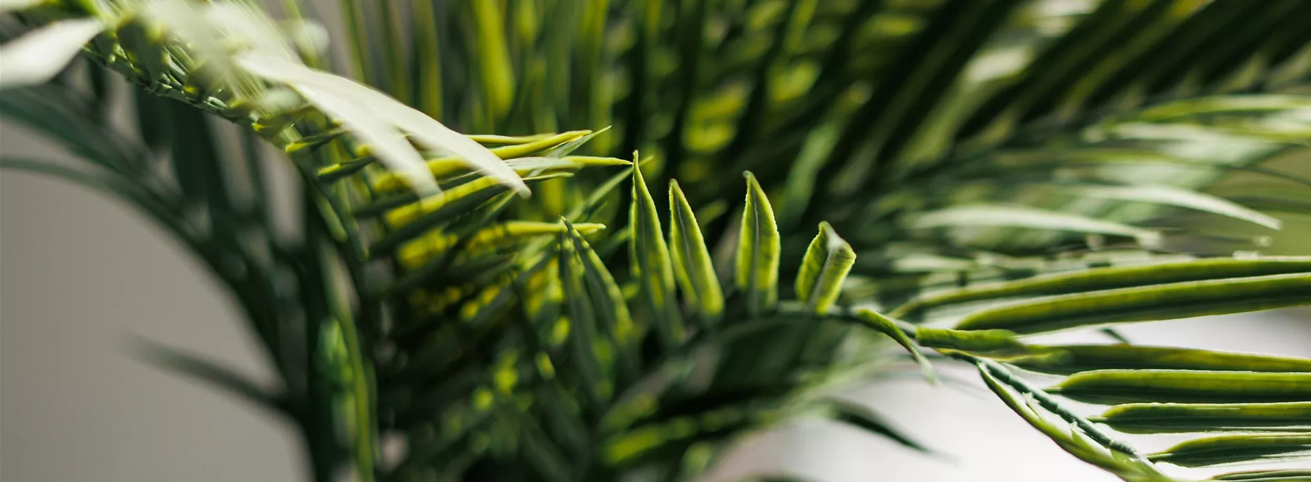 Pflanze des Monats Februar 2026: Goldfruchtpalme