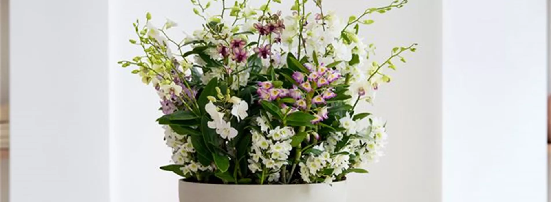 Pflanze des Monats März 2026: Dendrobium