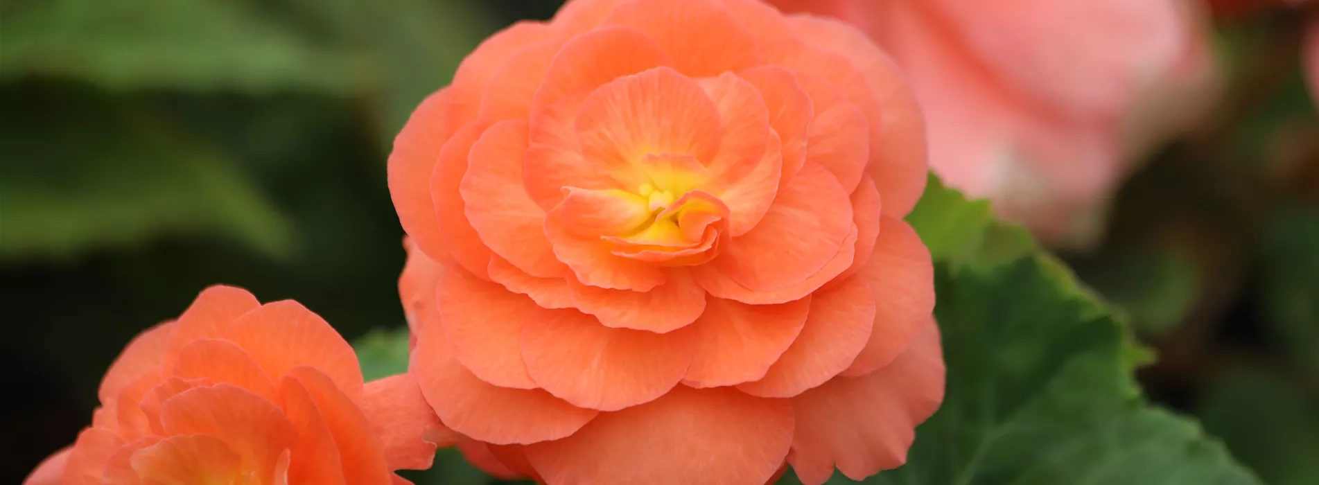 Pflanze des Monats April 2026: Begonie