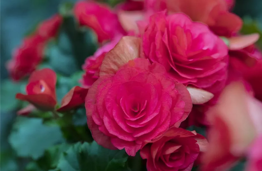 Pflanze des Monats April 2026: Begonie