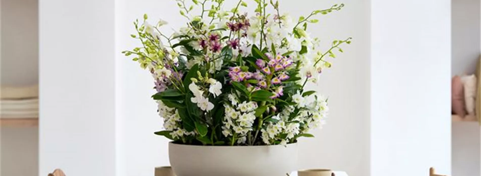 Pflanze des Monats März 2026: Dendrobium