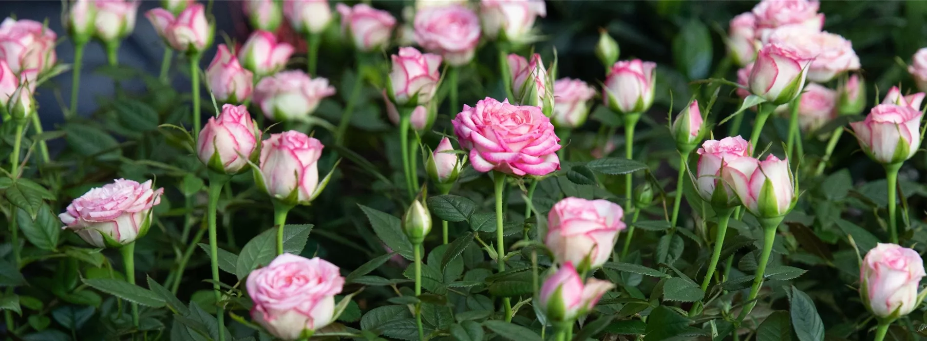 Pflanze des Monats Mai 2026: Topfrose