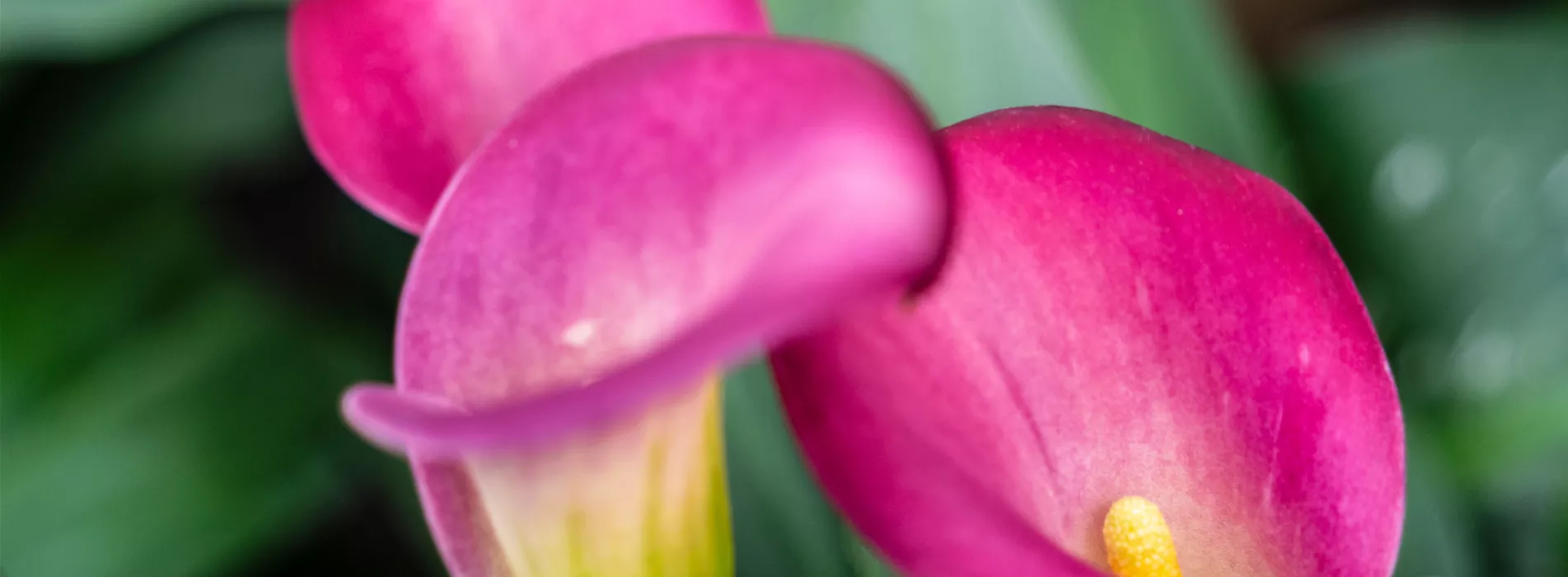 Pflanze des Monats Juni 2026: Calla