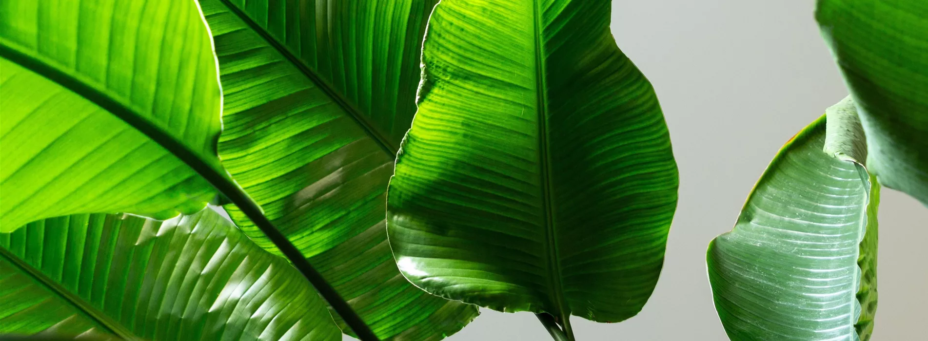 Pflanze des Monats September 2026: Strelitzie