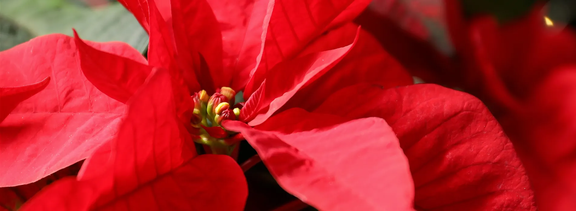 Pflanze des Monats November 2026: Poinsettie