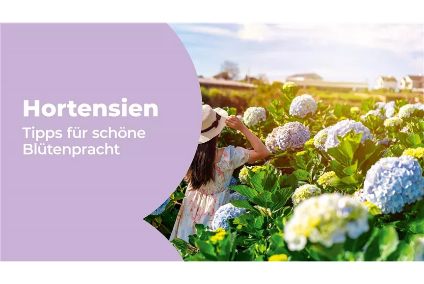 VKF_7-26_Hochbeet_MyShop_1920x1080px-1.jpg