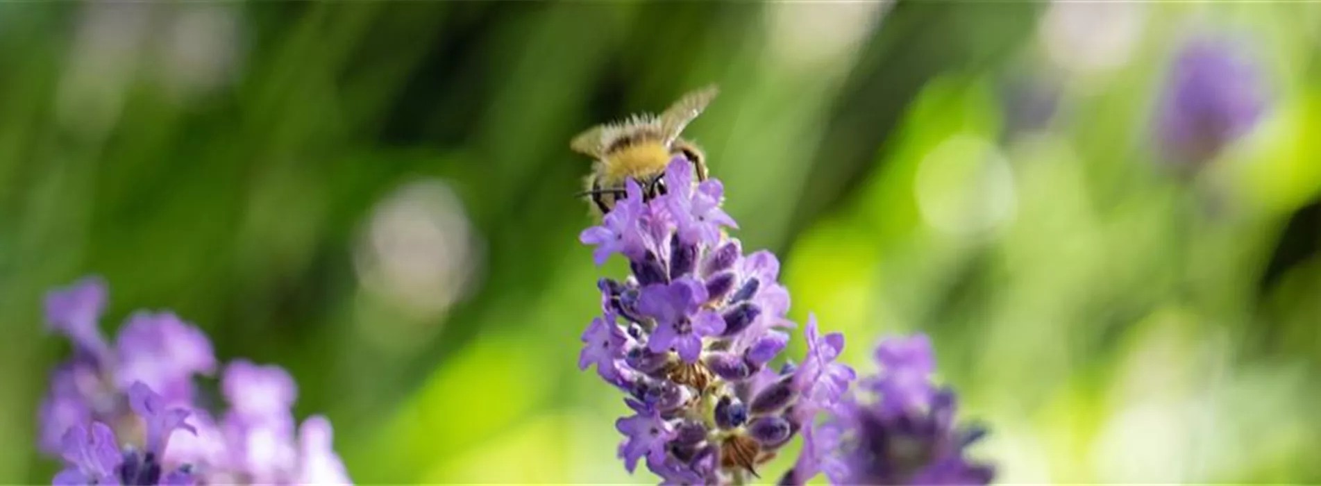 Gartenkalender Juli 2026