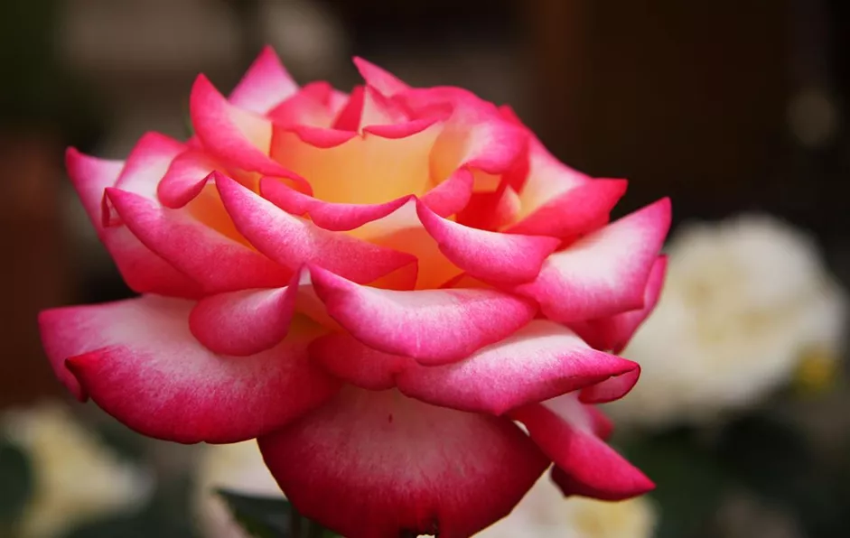 Rose_59262_unbekannt-original.jpg