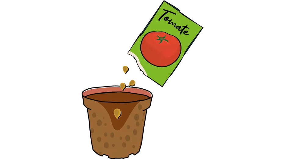 Tomate_Illu-1.png