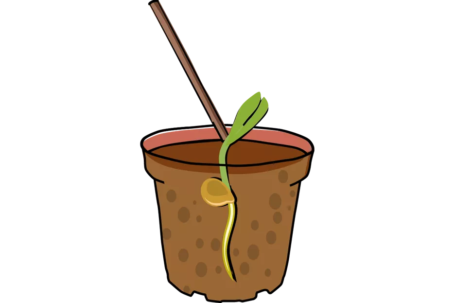 Tomate_Illu-2.png