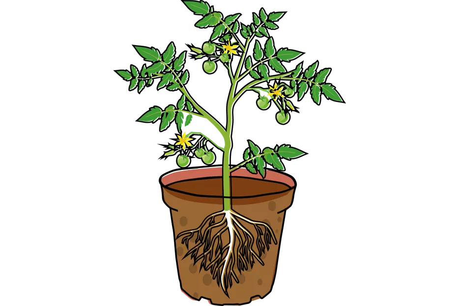 Tomate_Illu-4.png