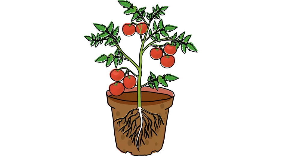 Tomate_Illu-5.png