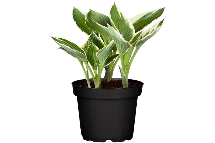 Pool_SAGAFLOR allgemein_Datei_GS476877_Hosta__Art-Nr_.png
