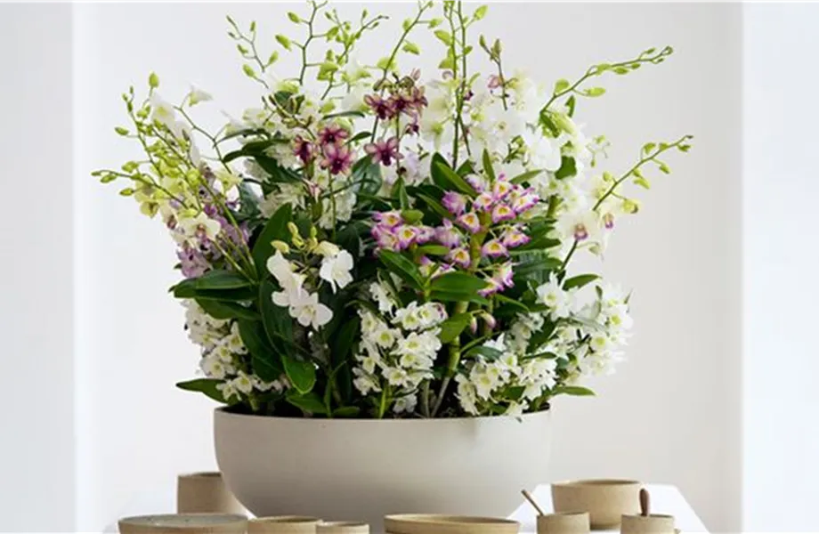 Pflanze des Monats März 2026: Dendrobium