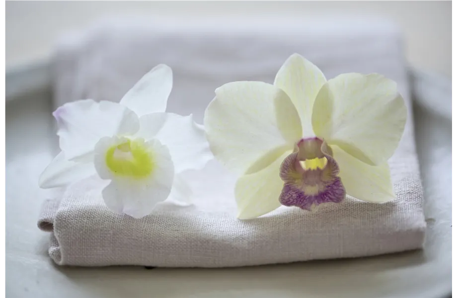 Pflanze des Monats März 2026: Dendrobium