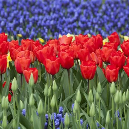 Das Blumenbeet: Blütenmeer im Garten