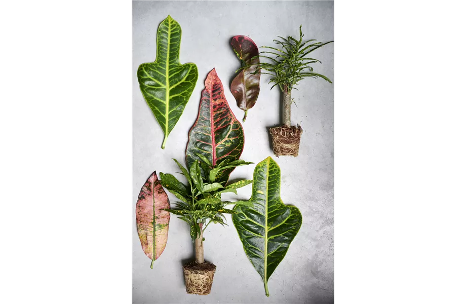 Pflanze des Monats Oktober 2026: Kroton