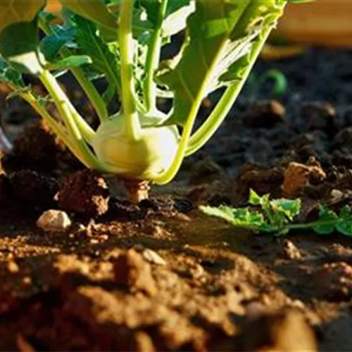 Erden, Dünger, Pflanzenschutz