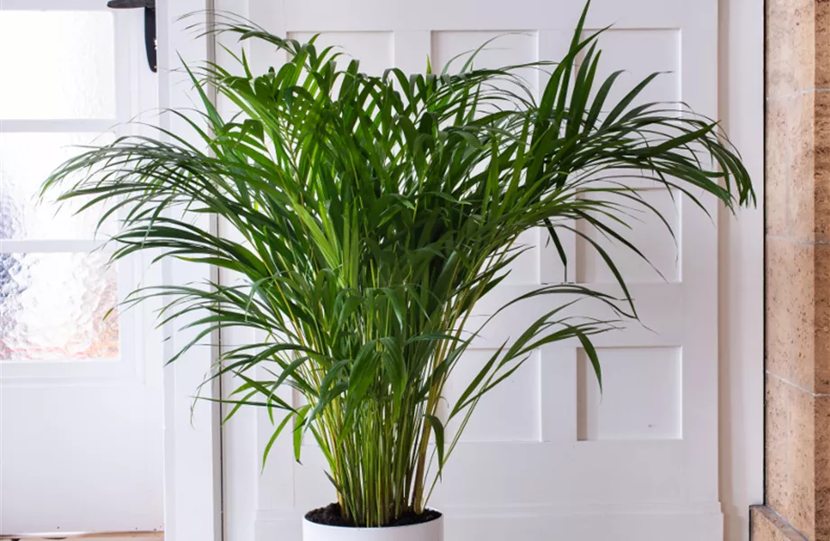 Pflanze Februar 2025: Palmen