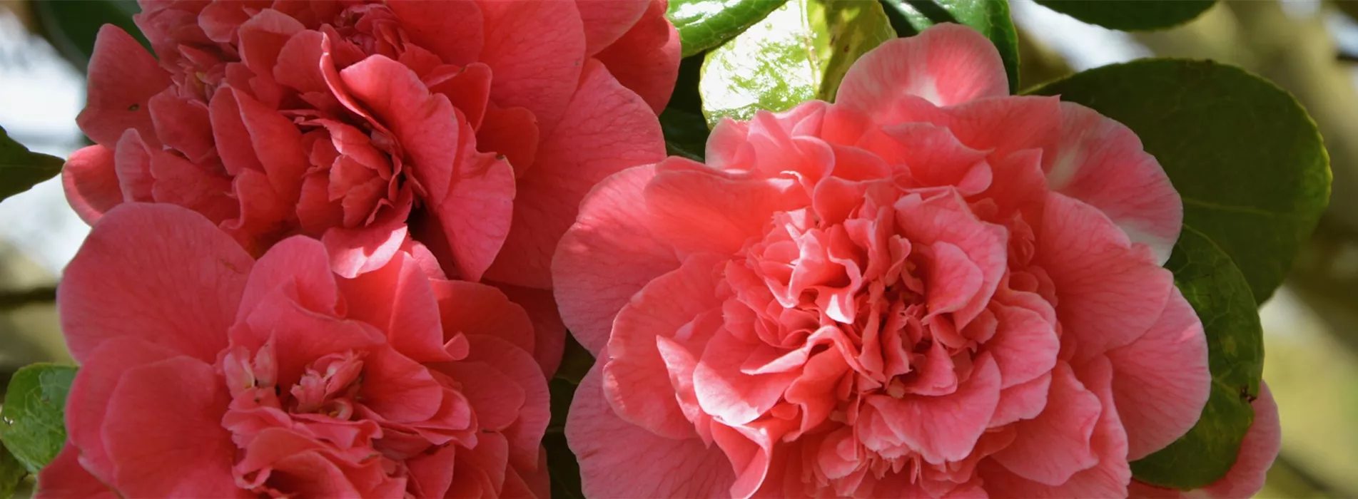 Gartenkalender April 2026