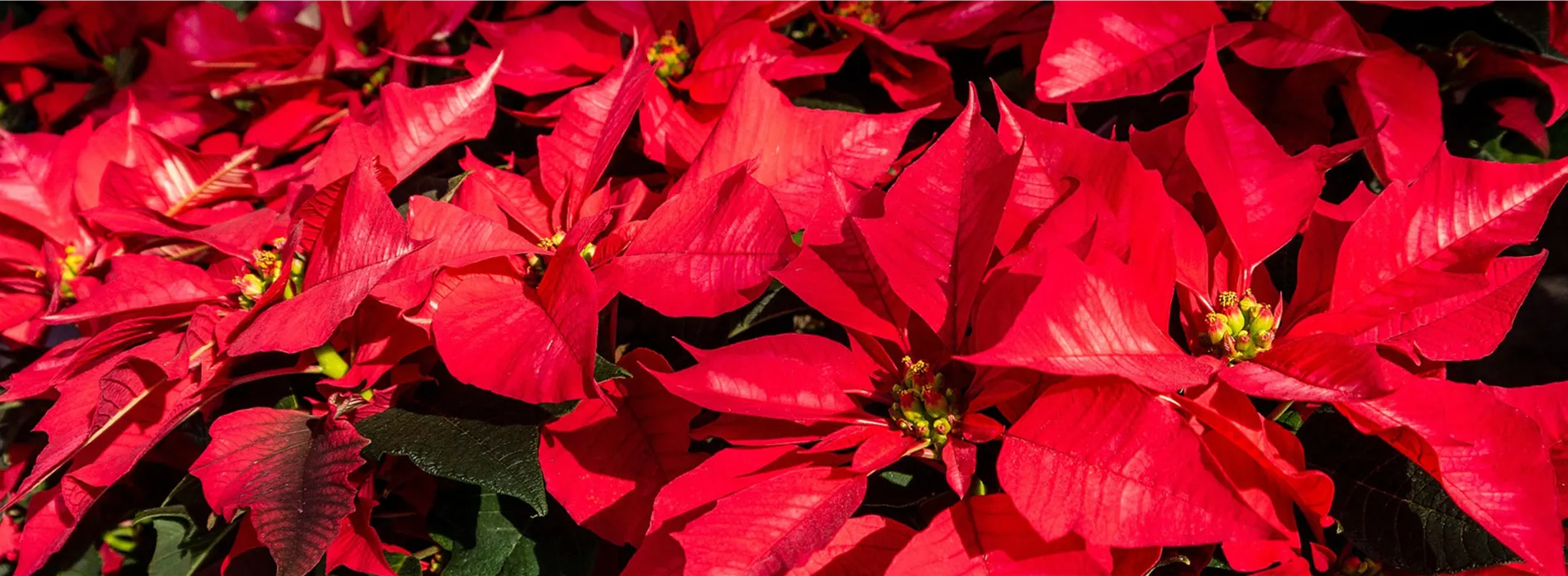 Gartenkalender November 2026